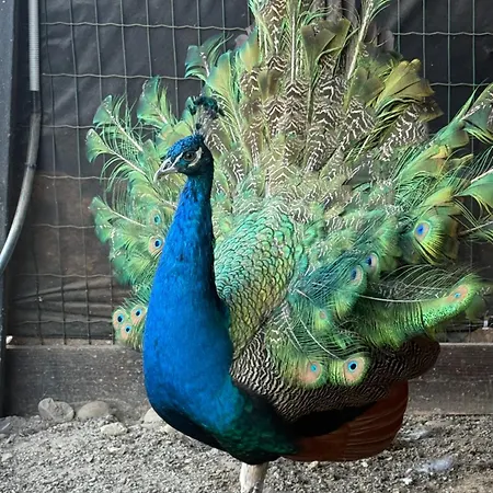 Aparthotel Bier House *